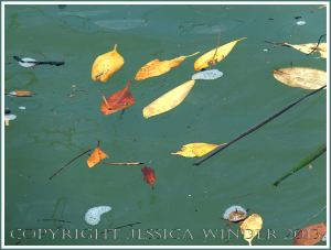 Yellow and orange coloured leaves floating on green water