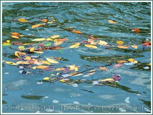 Yellow and orange coloured leaves floating on green water