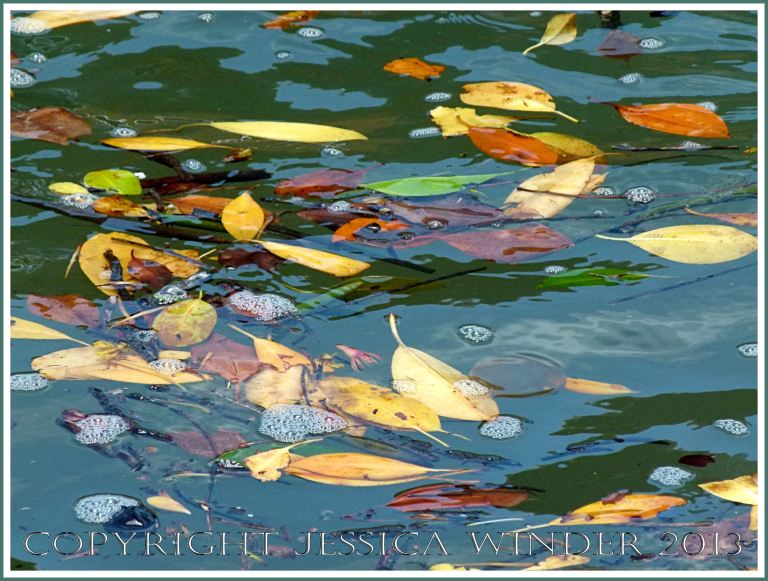 Yellow and orange coloured  leaves floating on green water