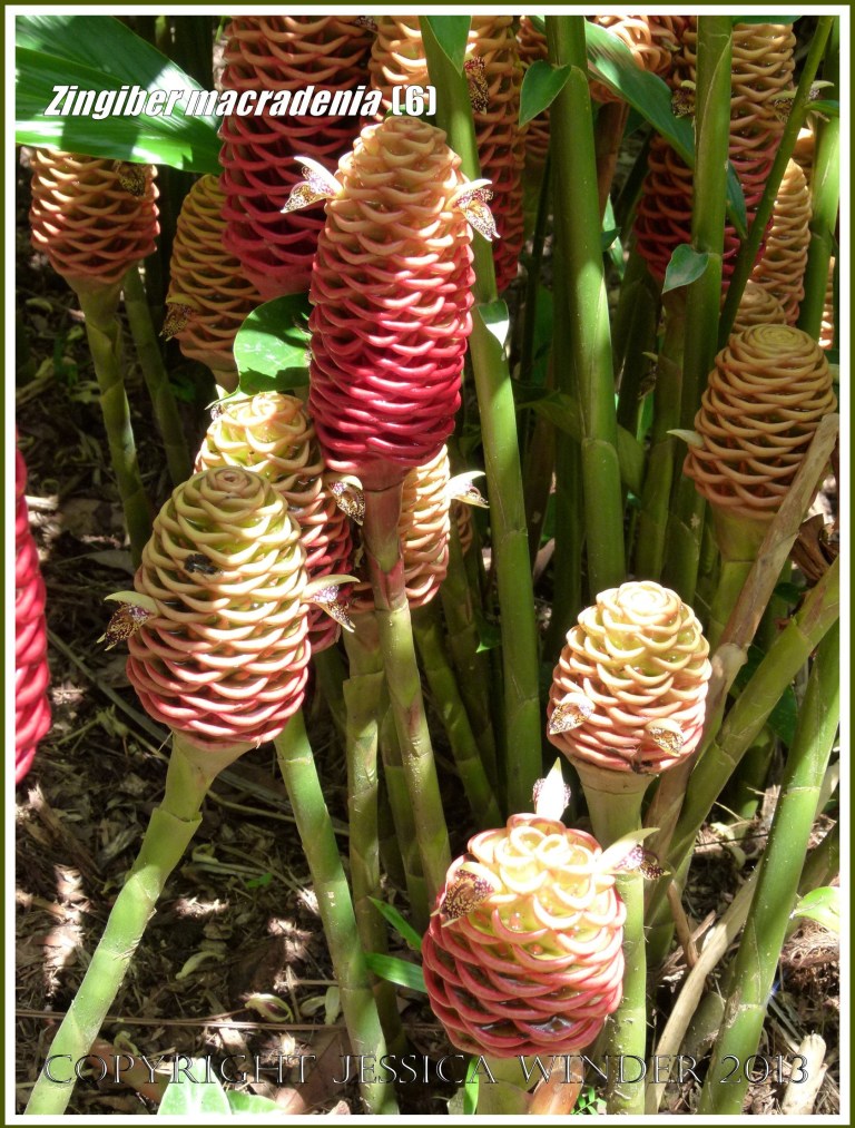 Flowering ginger plant, Zingiber macradenia.