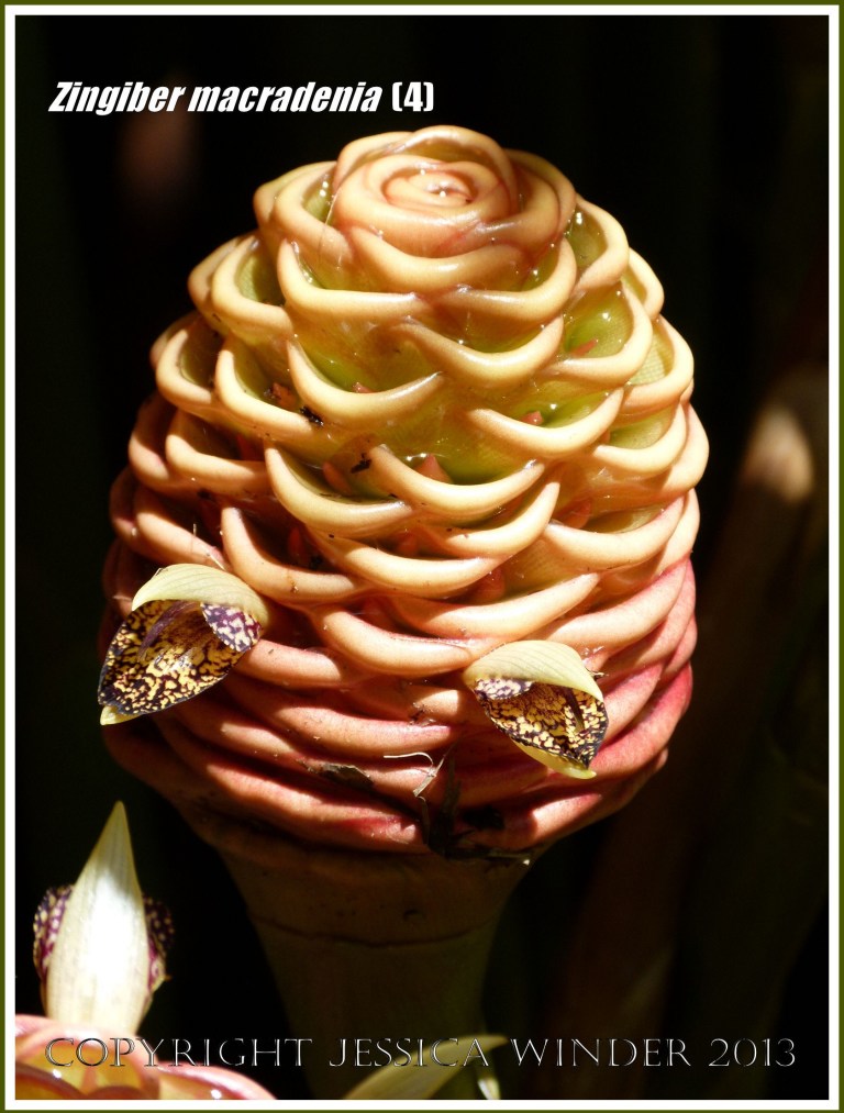 Flowering ginger plant, Zingiber macradenia.