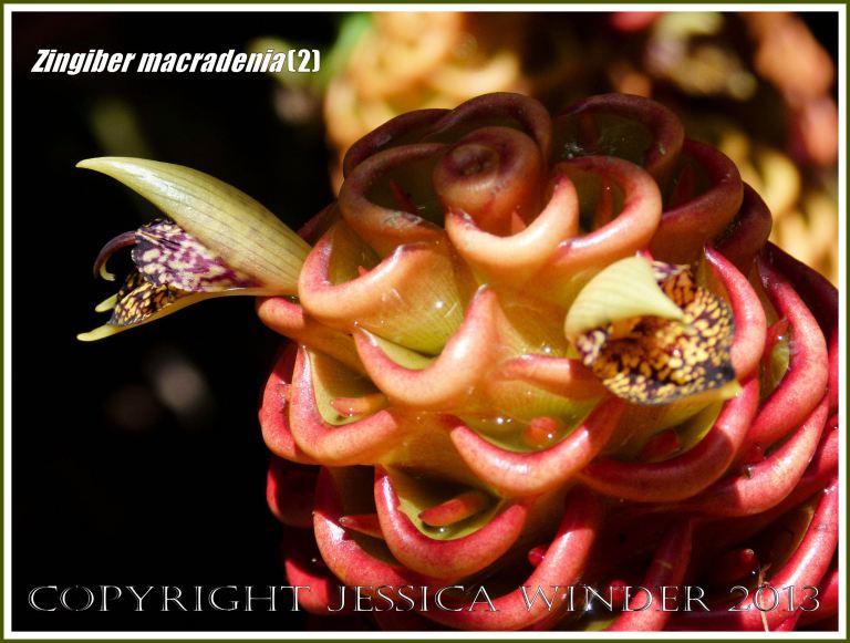 Flowering ginger plant, Zingiber macradenia.