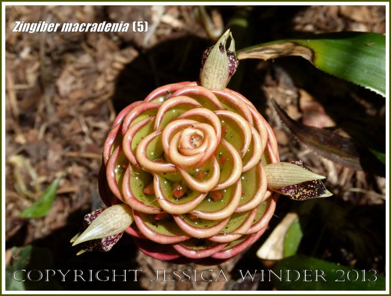 Flowering ginger plant, Zingiber macradenia.