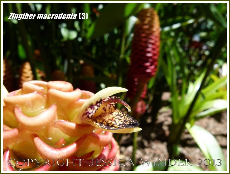 Flowering ginger plant, Zingiber macradenia.