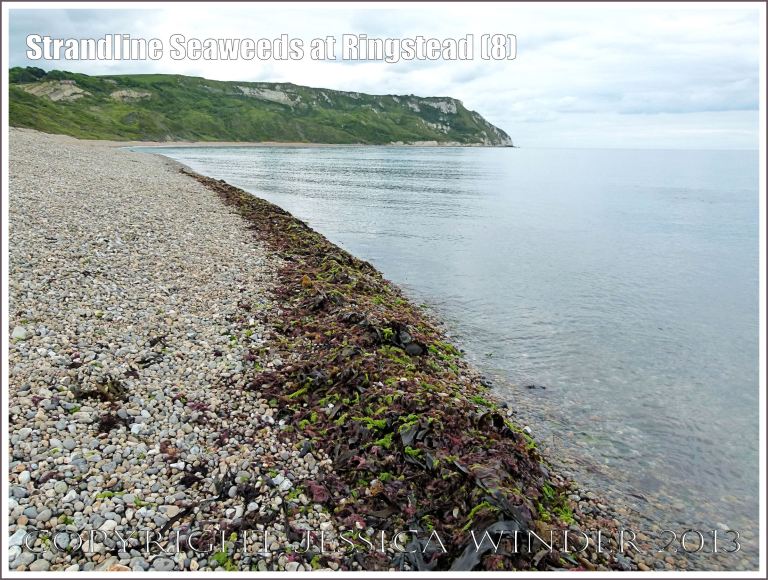 A fresh strandline assortment of seaweeds of different colours and textures.