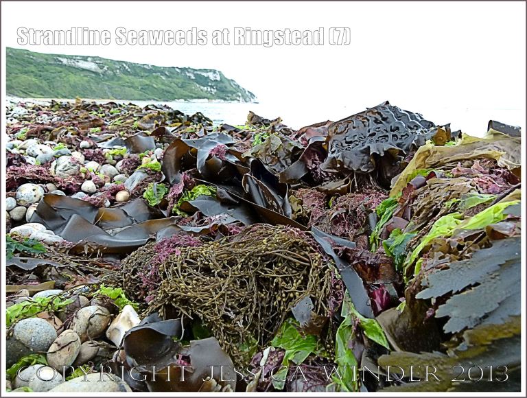 A fresh strandline assortment of seaweeds of different colours and textures.