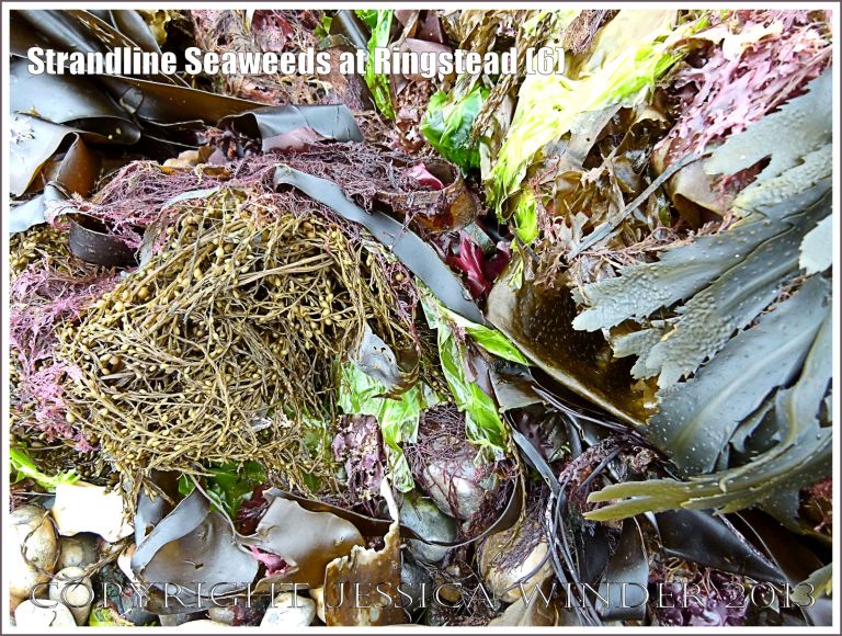 A fresh strandline assortment of seaweeds of different colours and textures.