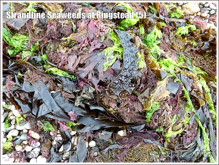 A fresh strandline assortment of seaweeds of different colours and textures.
