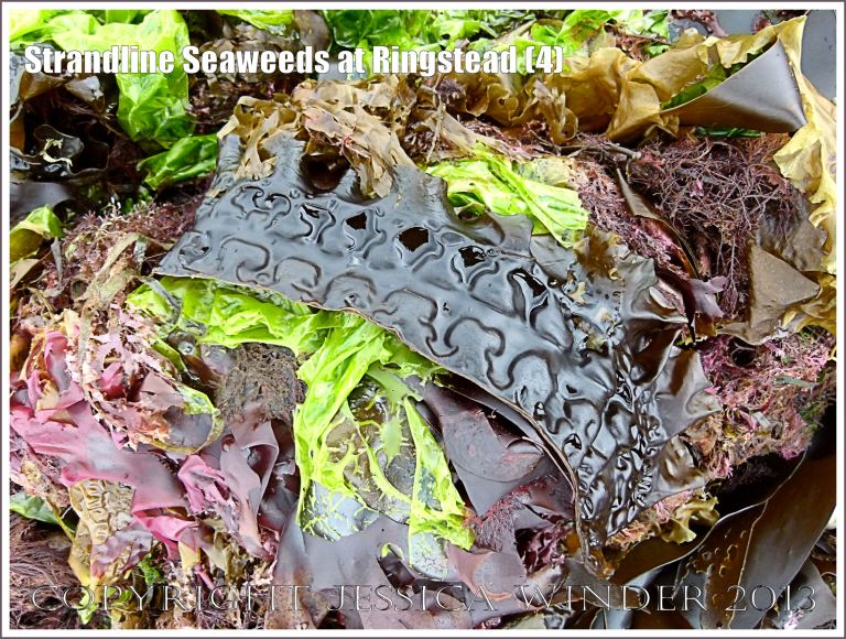 A fresh strandline assortment of seaweeds of different colours and textures.