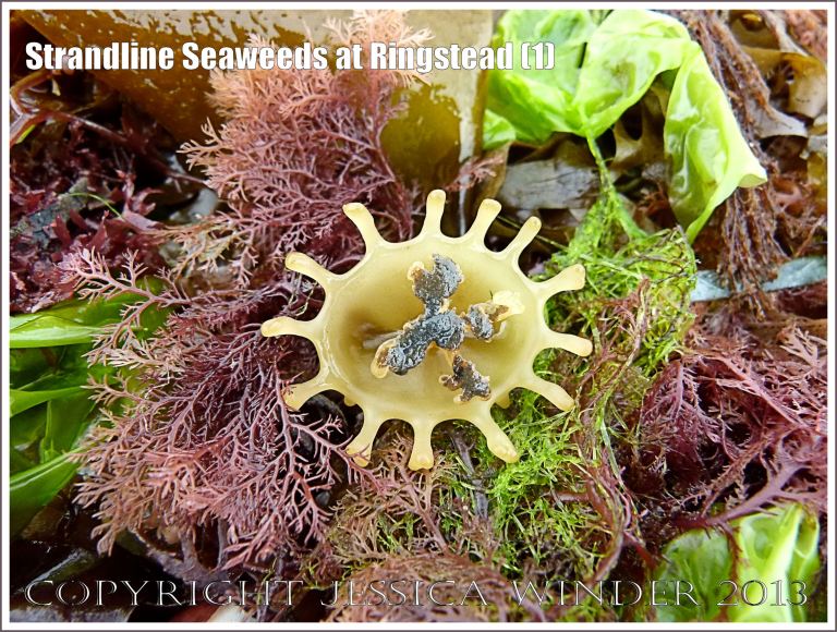 A fresh strandline assortment of seaweeds of different colours and textures.