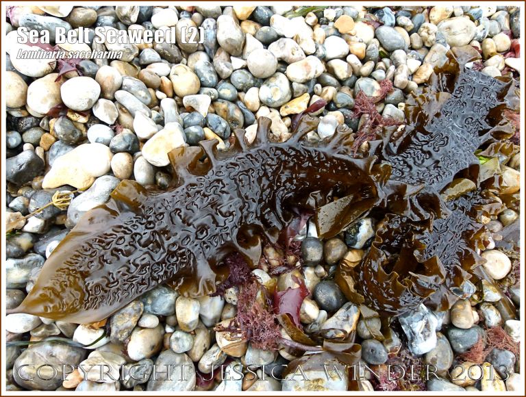 Sea Belt seaweed, Laminaria saccharina, washed up on a pebble beach