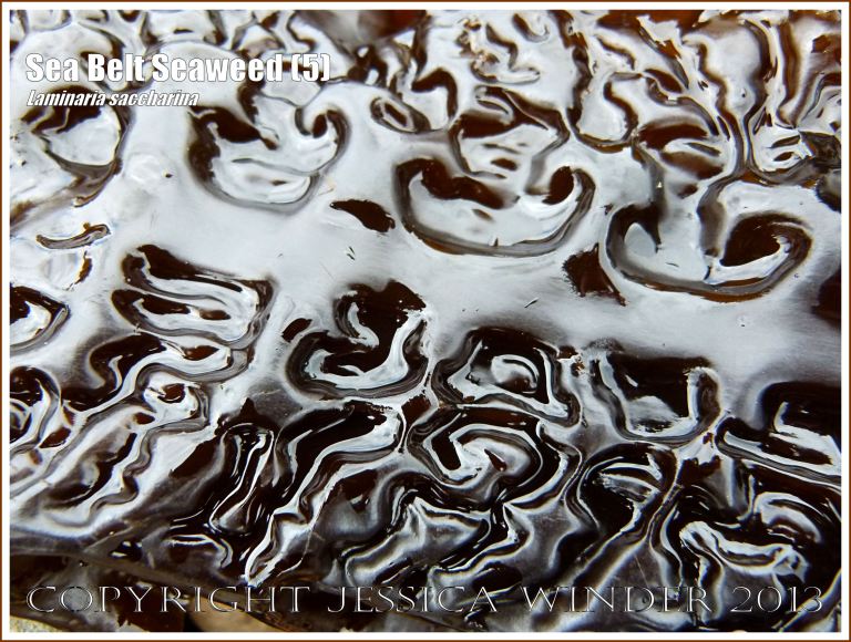 Close-up image of shiny natural pattern and texture on Sea Belt Seaweed - Laminaria saccharina