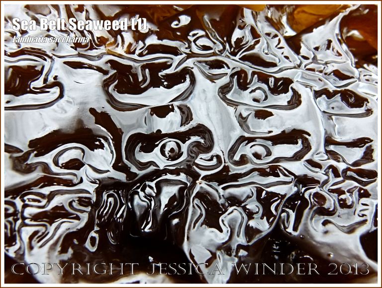 Close-up image of shiny natural pattern and texture on Sea Belt Seaweed - Laminaria saccharina
