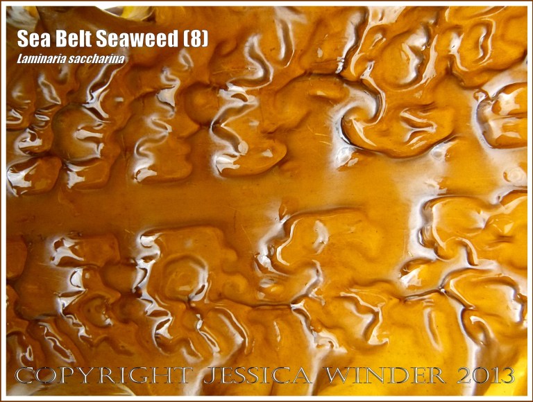 Close-up image of shiny natural pattern and texture on Sea Belt Seaweed - Laminaria saccharina