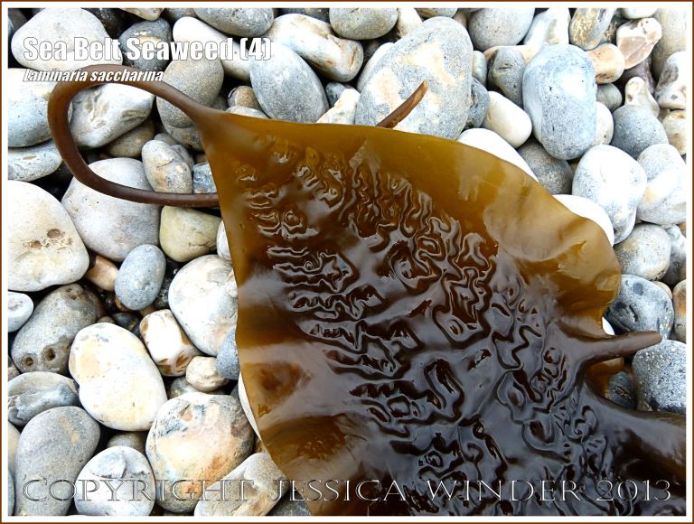 Sea Belt seaweed, Laminaria saccharina, washed up on a pebble beach
