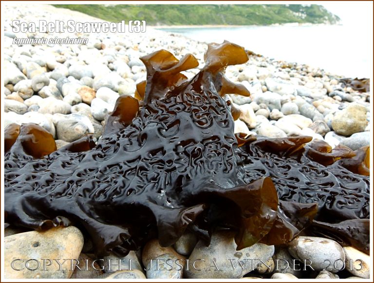 Sea Belt seaweed, Laminaria saccharina, washed up on a pebble beach