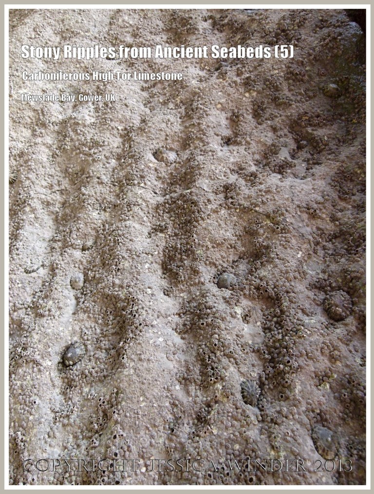 Rock with preserved seabed ripples