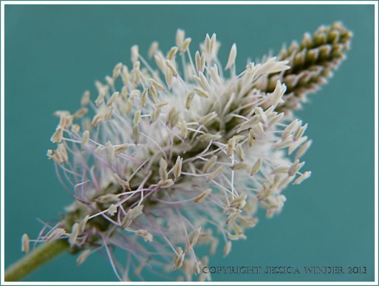 Still life photograph of Hoary Plantain flowers
