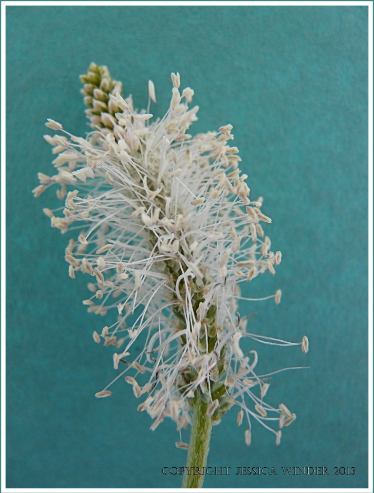 Still life photograph of Hoary Plantain flowers
