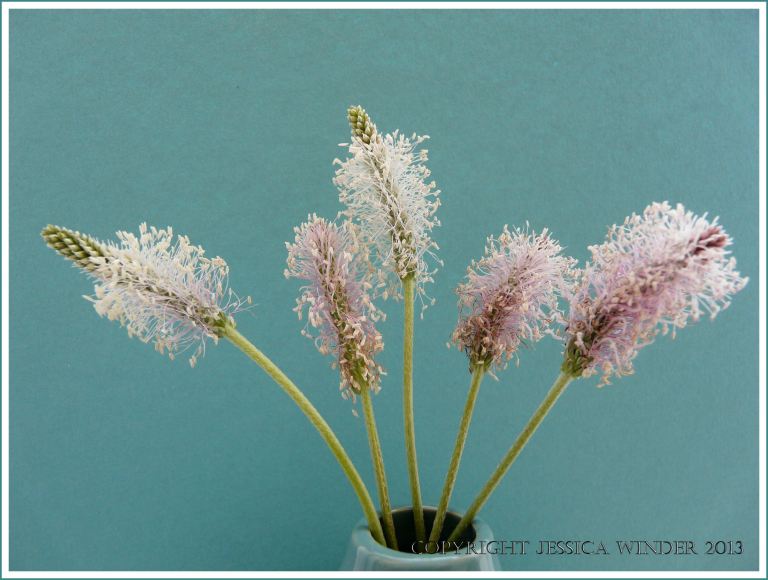 Still life photograph of Hoary Plantain flowers