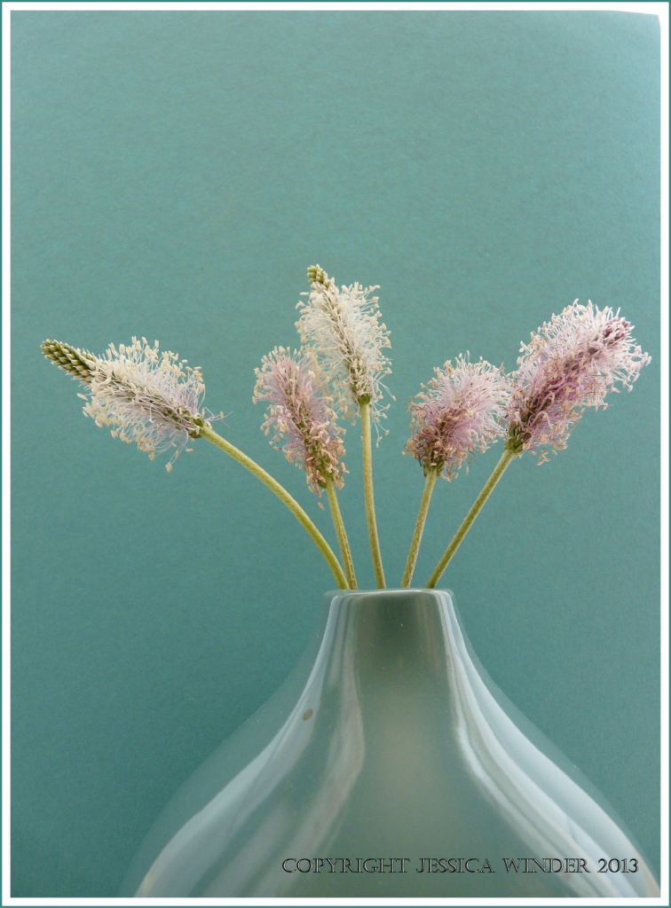 Still life photograph of Hoary Plantain flowers