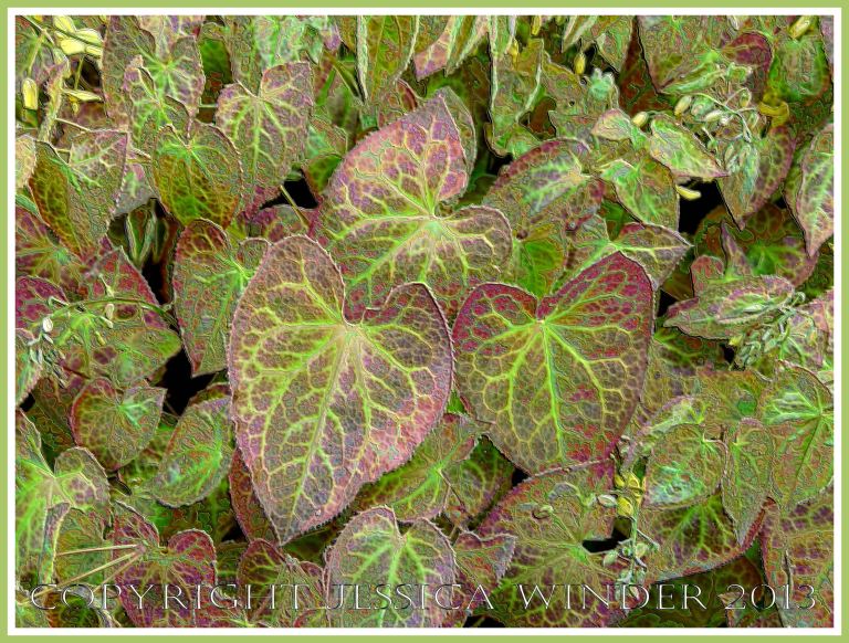 Variegated Leaves -  a digitally altered photograph