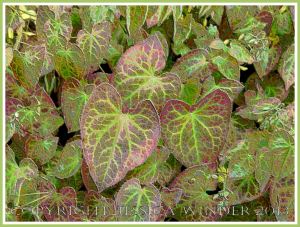 Variegated Leaves - a digitally altered photograph
