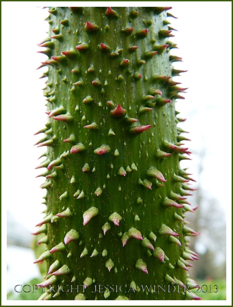 Gunnera sp. leaf stem in Spring