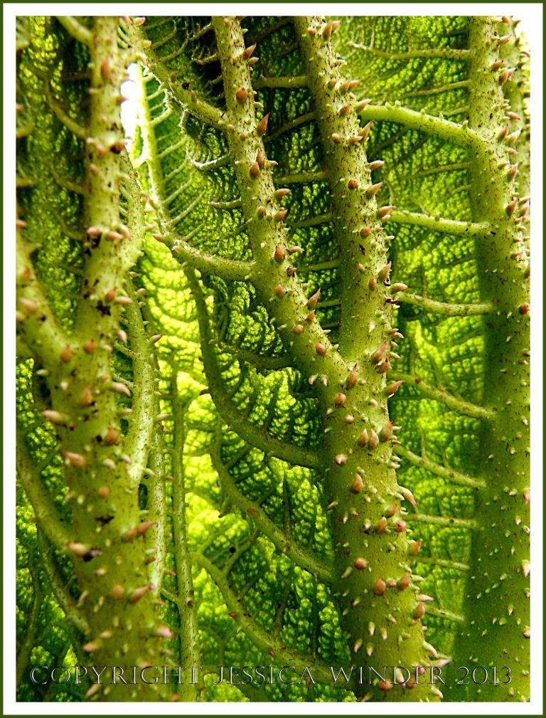 Leaf ribs and veins viewed from the underside of an unfolding Gunnera leaf