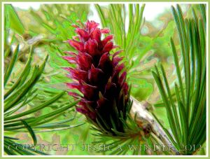 Larch Rose - digitally altered photograph