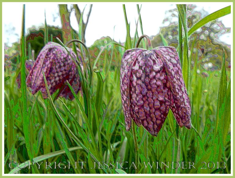 Snakes Head Fritillaries - digitally altered photograph