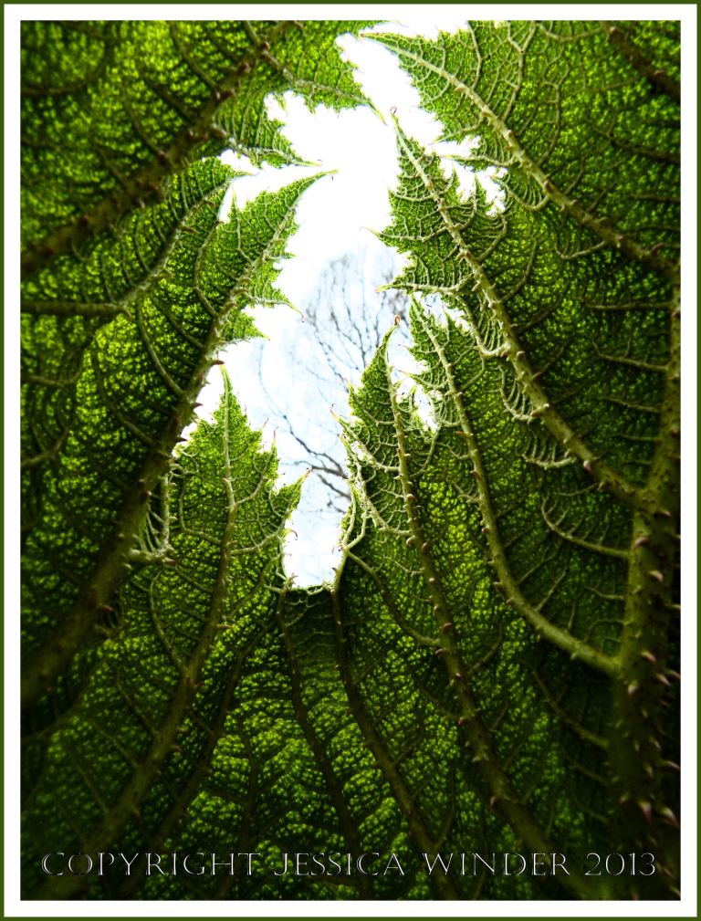 Leaf ribs and veins viewed from the underside of an unfolding Gunnera leaf