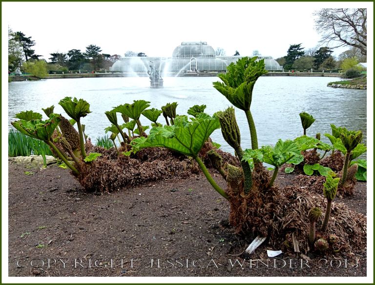 Gunnera plants, Giant South American Rhubarb, growing on the lakeside at Kew.