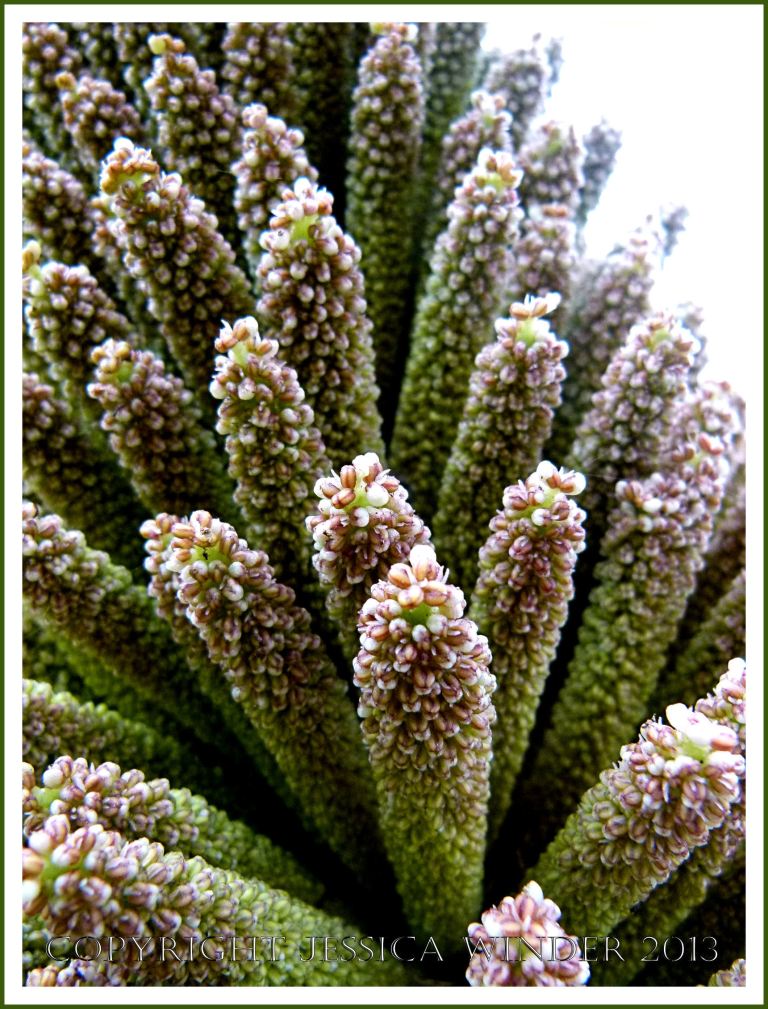 Gunnera flowers - Giant South American Rhubarb.