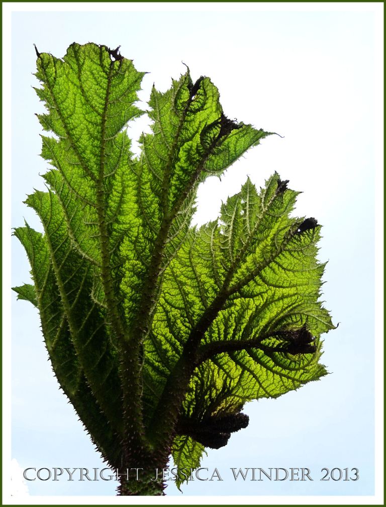 Gunnera leaf opening in Spring