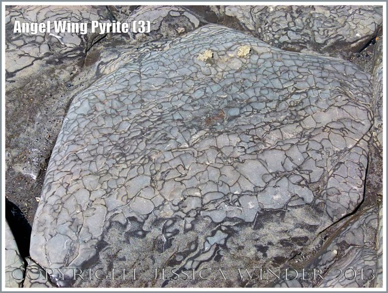 Fibrous radiating crystal form of iron pyrites in shale laminae