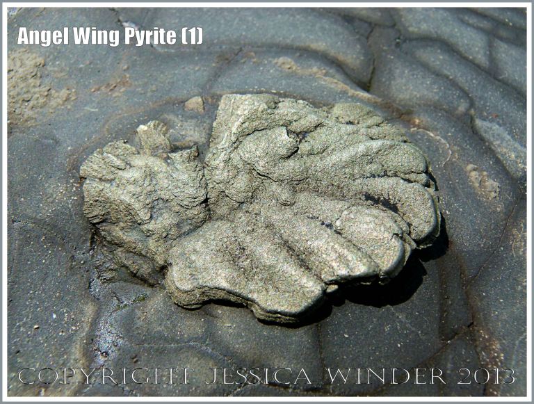 Fibrous radiating crystal form of iron pyrites in shale laminae