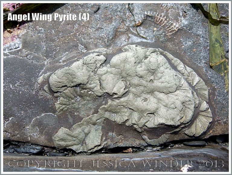 Fibrous radiating crystal form of iron pyrites in shale laminae