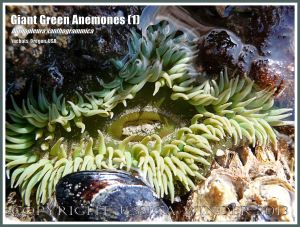 Giant Green Sea Anemone (Anthopleura xanthogrammica)