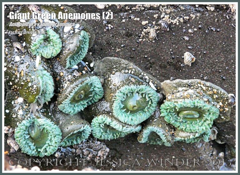 Giant Green Sea Anemone (Anthopleura xanthogrammica)