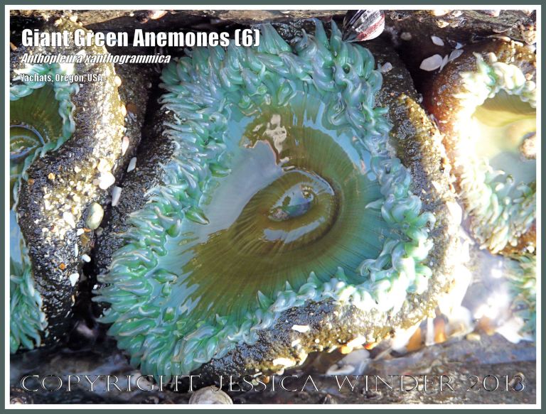 Giant Green Sea Anemone (Anthopleura xanthogrammica)