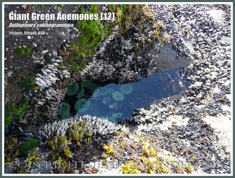 Giant Green Sea Anemone (Anthopleura xanthogrammica)