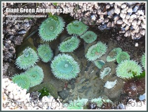 Giant Green Sea Anemone (Anthopleura xanthogrammica)