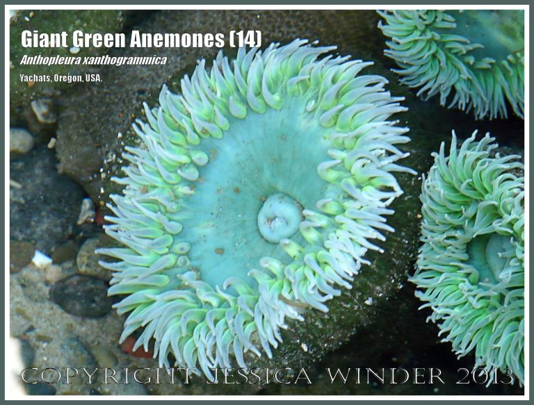Giant Green Sea Anemone (Anthopleura xanthogrammica)
