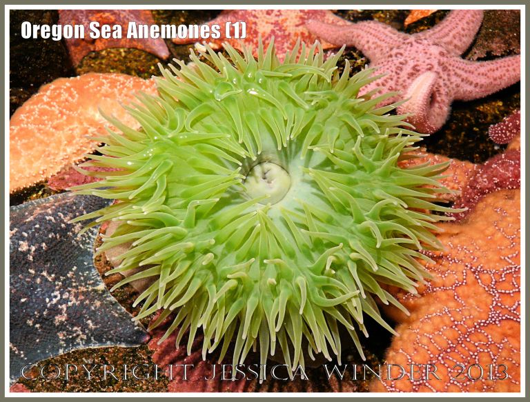 Sea anemone in the Touch Tank at Hatfield Marine Science Center, Oregon, USA.