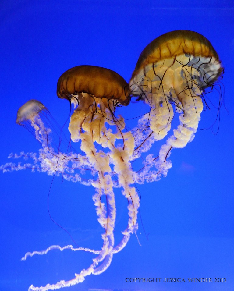 Pacific Sea Nettle jellyfish swimming in a tank