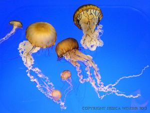 Pacific Sea Nettle jellyfish swimming in a tank