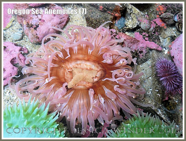 Sea anemone in the Touch Tank at Hatfield Marine Science Center, Oregon, USA.