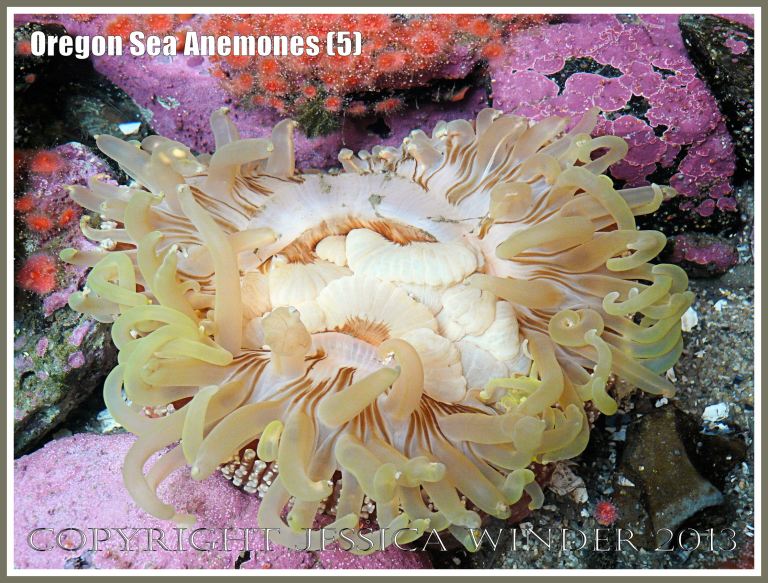 Sea anemone in the Touch Tank at Hatfield Marine Science Center, Oregon, USA.