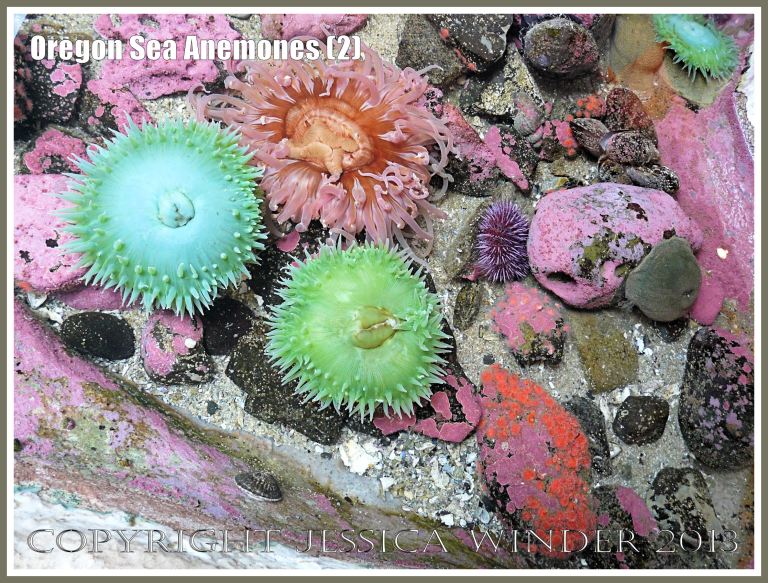 Sea anemones in the Touch Tank at Hatfield Marine Science Center, Oregon, USA.